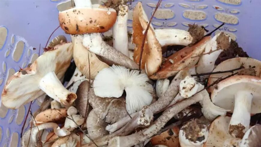 朋友聚会必拍转场,2O24澳门天天彩开奖结果资料查询,最新答案解释落实_网红版V1.14